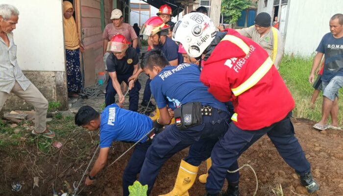 Damkar Padang Berhasil Selamatkan Sapi Masuk Sumur di Bandar Buat