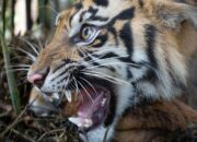 Mahasiswa ISI Padang Panjang Raih Gelar Magister Seni dengan Tesis Mitos Inyiak Balang dalam Karya Fotografi Dokumenter