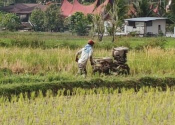 Regenerasi Petani Sumbar Terancam, Profesi Bertani Dianggap Tak Menjanjikan