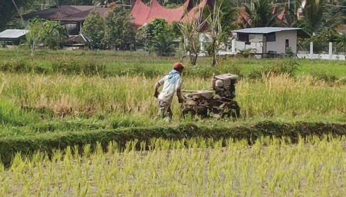 Regenerasi Petani Sumbar Terancam, Profesi Bertani Dianggap Tak Menjanjikan