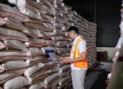 Tertinggi Sejak 1969, Stok Beras Bulog Capai 4,2 Juta Ton