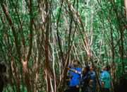 Panen Agustus, PT Semen Padang Tinjau Lokasi Tanaman Kaliandra di HKm Sialangan