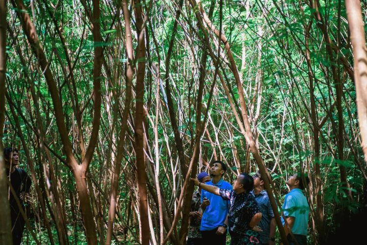 PT Semen Padang melakukan monitoring dan evaluasi perkembangan tanaman kaliandra yang dikelola masyarakat melalui Kelompok Hutan Kemasyarakatan (HKm) Sialangan. IST