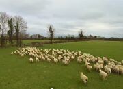 Di Negara Terindah di Dunia, Domba Lebih Banyak dari Manusia