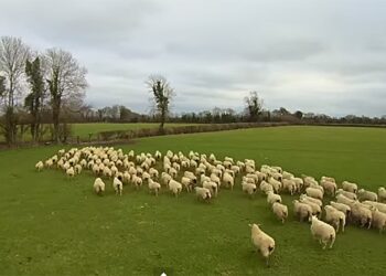 Di Negara Terindah di Dunia, Domba Lebih Banyak dari Manusia
