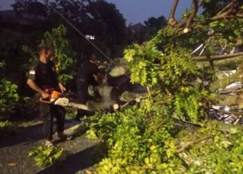 Pohon Tumbang Timpa Rumah Warga, BPBD Padang Imbau Warga Waspada Cuaca Ekstrem