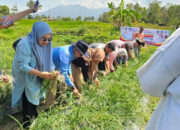 Kelompok Tani BMC Jaya Cubadak Panen 250 Kg Bawang Merah