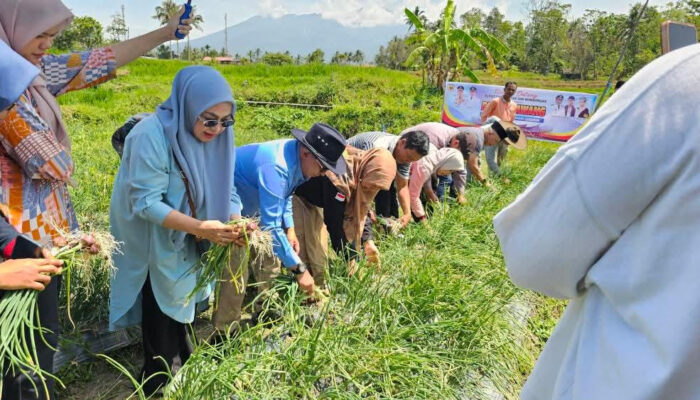 Kelompok Tani BMC Jaya Cubadak Panen 250 Kg Bawang Merah