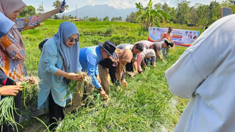 Kelompok Tani BMC Jaya Cubadak lakukan panen bawang. IST