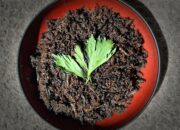 Gastronomi dalam Lintas Waktu: Eksistensi Rendang Belalang yang Takkan pernah Hilang 