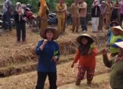 Bupati Dharmasraya Luncurkan Sawah Pokok Murah di Nagari Gunung Medan