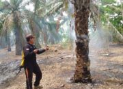 Perkembangan Situasi dan Penanganan Bencana 28 Agustus 2025