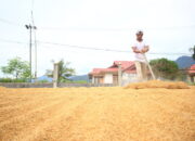 Produksi Padi Padang Capai 15 Ribu Ton hingga Juni 2025, Pemko Terus Genjot Target 52 Ribu Ton