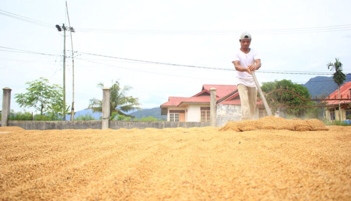 Produksi Padi Padang Capai 15 Ribu Ton hingga Juni 2025, Pemko Terus Genjot Target 52 Ribu Ton