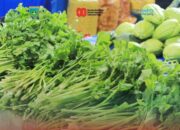 Harga Seledri di Padang Panjang Turun Drastis