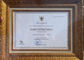 Mangajian Padi Supayang