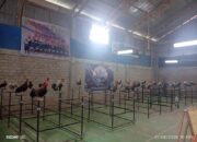 Lomba Ayam Kukuak Balenggek Semarak di Salimpek, Ajang Silaturahmi Hingga Penjaga Kearifan Lokal