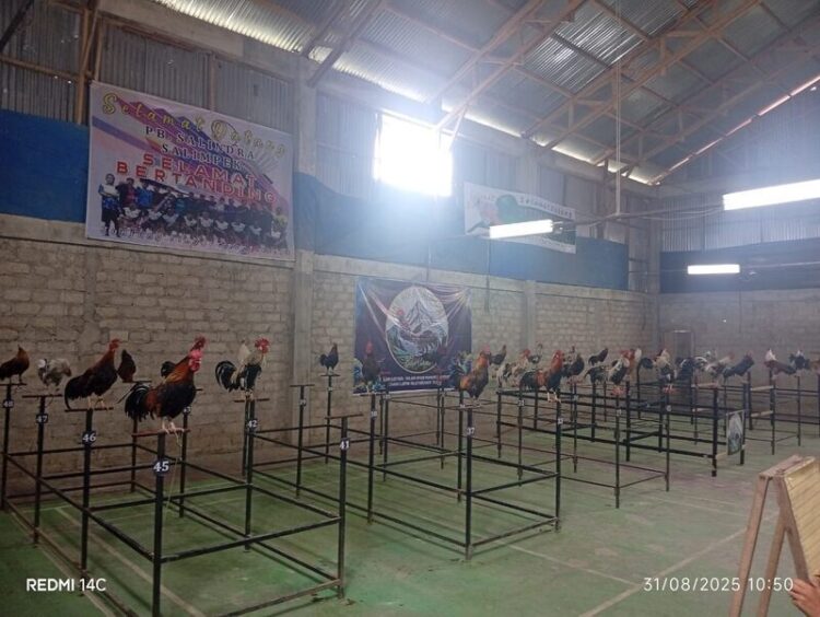 Ayam Kukuak Balenggek