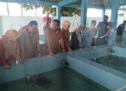 Telur Penyu Jangan Dimakan, Bisa Dijual ke UPTD Penangkaran