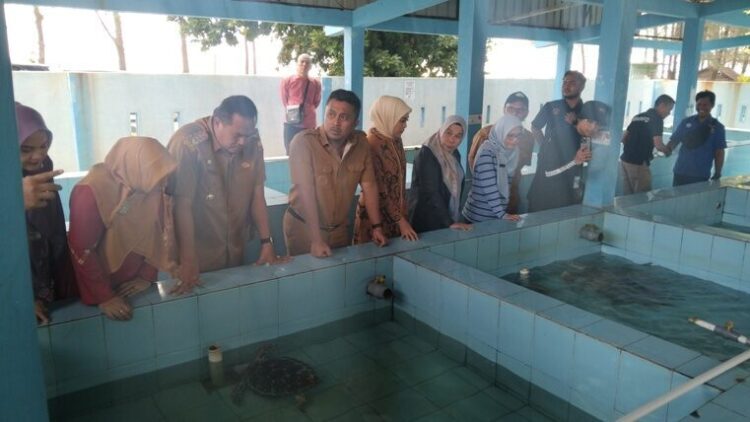 KONSERVASI PENYU--Wagub Sumbar, Vasko Ruseimy saat melakukan kunjungan ke Unit Pelaksana Teknis Daerah (UPTD) Konservasi Penyu di Kota Pariaman, Selasa (19/8). MITHA