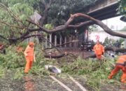 Hujan  Guyur Jakarta, 10 Pohon Tumbang