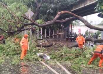 Hujan  Guyur Jakarta, 10 Pohon Tumbang