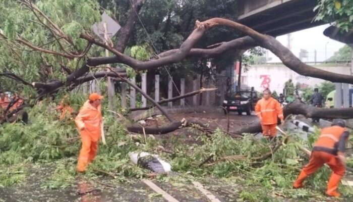 Hujan  Guyur Jakarta, 10 Pohon Tumbang