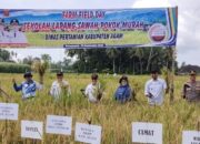 Produktivitas Padi di Lubuk Basung Naik Hingga 50 Persen Lewat Metode SPM