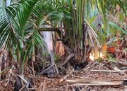 Perkembangan Situasi dan Penanganan Bencana di Indonesia pada 3 September 2025