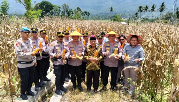 Polres Pasaman Gelar Panen Raya Jagung Serentak Kuartal III di Lubuk Sikaping