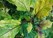 Serangga Vektor dan Penyakit Yellow Leaf Virus Ancam Produksi Terong di Sumatra Barat