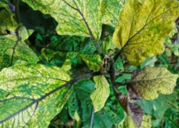 Serangga Vektor dan Penyakit Yellow Leaf Virus Ancam Produksi Terong di Sumatra Barat