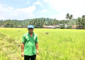 Petani Sijunjung Ubah Bekas Tambang Jadi Sawah Subur