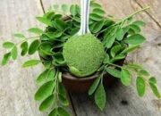 Daun Kelor, Si “Miracle Tree”, Segudang Manfaat, Tapi Jangan Berlebihan!