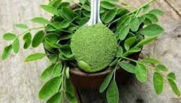 Daun Kelor, Si “Miracle Tree”, Segudang Manfaat, Tapi Jangan Berlebihan!