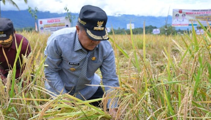 Panen Sawah Pokok Murah di Paninjauan, Hasilkan 8,1 Ton Gabah per Hektare