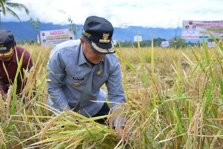 Bupati Agam, Ir. H. Benni Warlis, MM Dt. Tan Batuah saat Panen Sawah Pokok Murah (SPM) di Nagari Paninjauan Kecamatan Tanjung Raya, Kamis (4/9). HUMAS