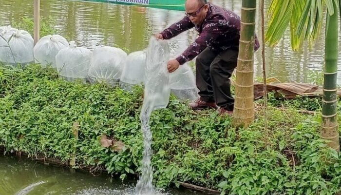 BUMNag Durti Saiyo Tebar 25.000 Ekor Ikan Nila 