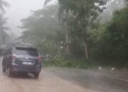 Hujan Lebat dan Badai, Pohon Tumbang Sempat Tutup Jalur Lintas Sumatera di Dusun Kebun Jeruk