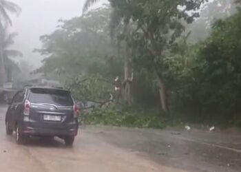 Hujan Lebat dan Badai, Pohon Tumbang Sempat Tutup Jalur Lintas Sumatera di Dusun Kebun Jeruk
