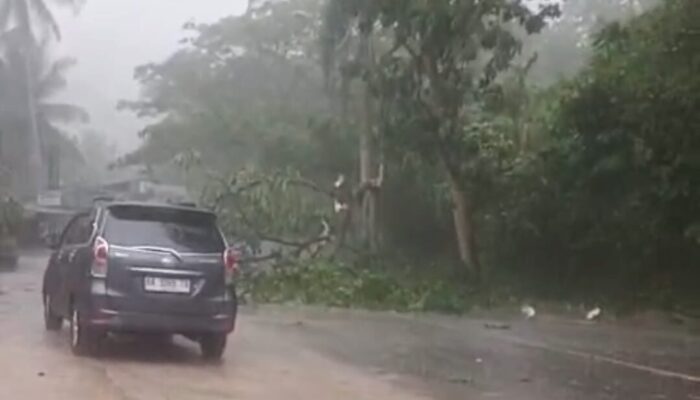 Hujan Lebat dan Badai, Pohon Tumbang Sempat Tutup Jalur Lintas Sumatera di Dusun Kebun Jeruk