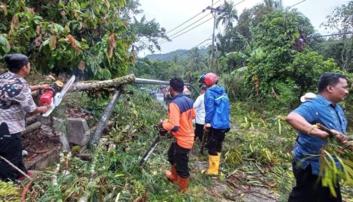 Hujan Lebat Disertai Angin Kencang, Sejumlah Rumah Rusak dan Pohon Tumbang di Kecamatan Barangin Sawahlunto