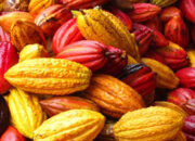 Kulit Kakao Jadi Superkapasitor: Inovasi Energi Terbarukan dari Limbah Perkebunan Indonesia