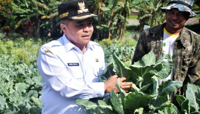 Kol Bunga Pandeka Berpotensi Jadi Varietas Unggulan di Agam