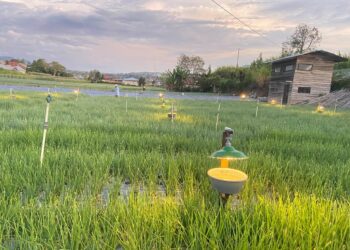 Pertama di Sumatra, Petani Bawang Hemat 50 Persen Penggunaan Pestisida Sejak Terapkan Electrifying Agriculture