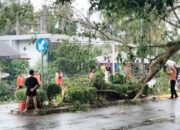 Cuaca Ekstrem, BPBD Pesisir Selatan Evakuasi Pohon Tumbang di Kincir Salido