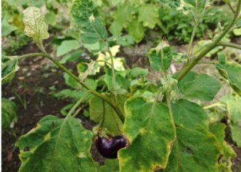 Mendeteksi dan Mengungkap Penyakit Virus Kuning pada Tanaman Terong di Sumatera Barat