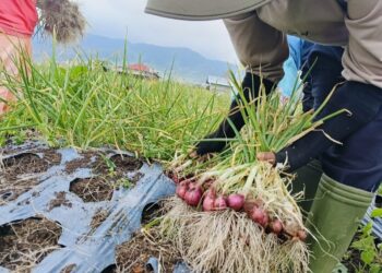 Petani Terus Panen, Ketersediaan Bawang Merah di Sumbar Tercukupi