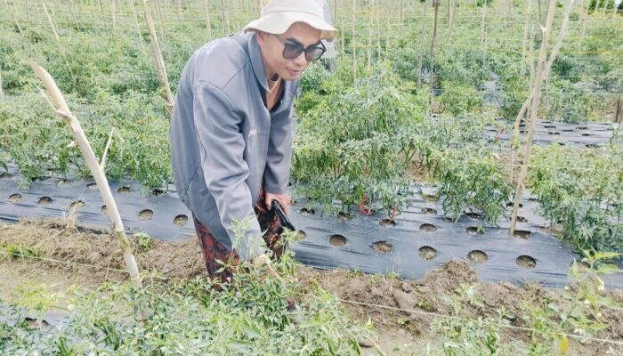 Petani di Kabupaten Solok Mulai Panen Cabai Merah, Harga Mulai Turun