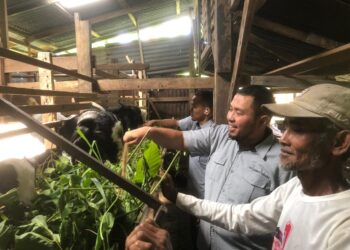 Bagi Tristianto, warga Kampung Padayo, Kelurahan Indarung, Kecamatan Lubuk Kilangan, mimpi untuk memiliki usaha peternakan yang berkembang kini perlahan menjadi kenyataan. IST